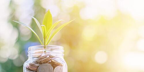 Jar filled with coins and a young sapling 